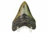 Fossil Megalodon Tooth - North Carolina #160494-2